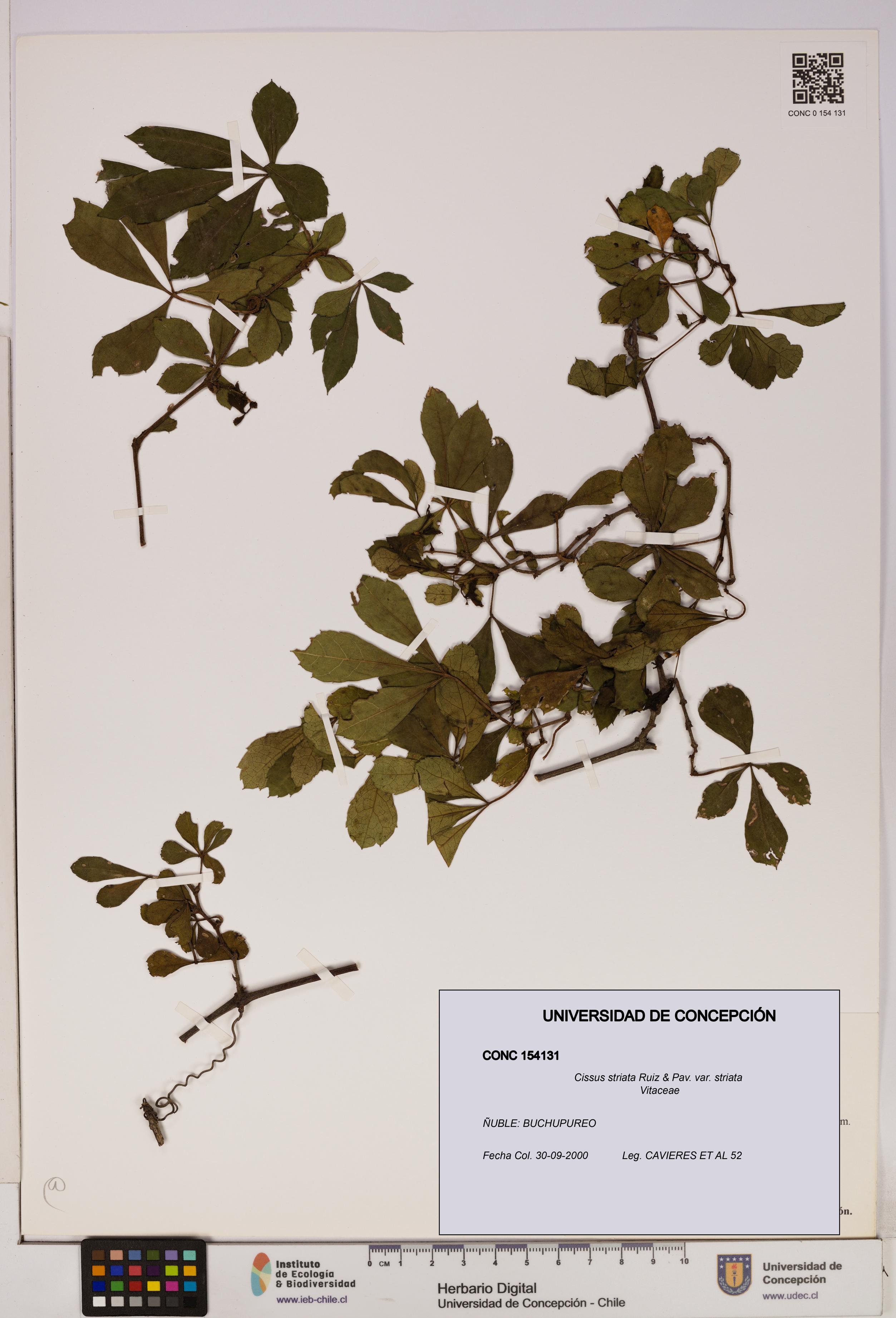 Cissus striata var. striata [Espécimen: UDEC:CONC:0154131]