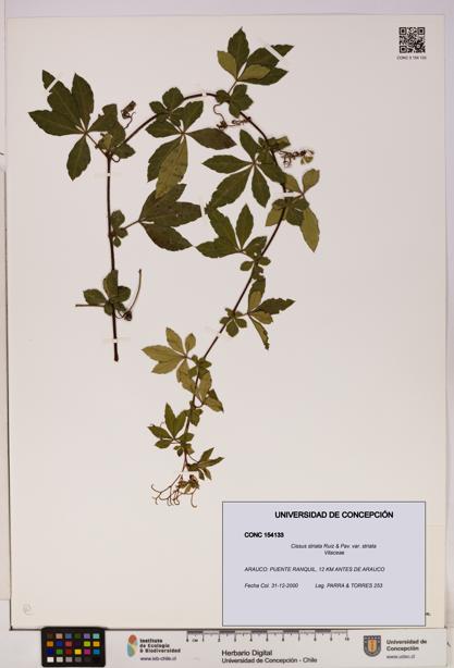 Cissus striata var. striata [Espécimen: UDEC:CONC:0154133]