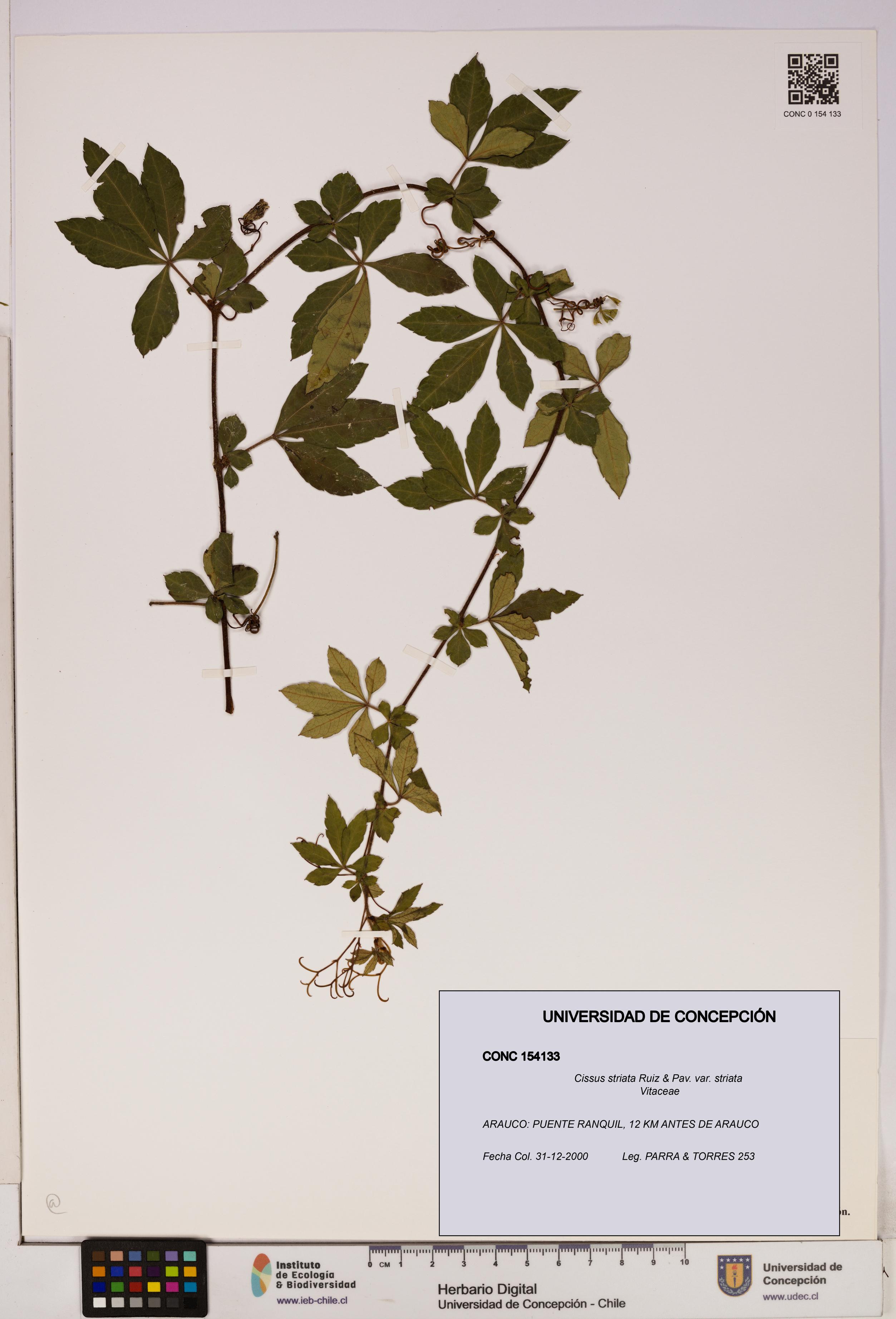Cissus striata var. striata [Espécimen: UDEC:CONC:0154133]