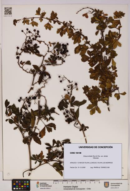 Cissus striata var. striata [Espécimen: UDEC:CONC:0154136]