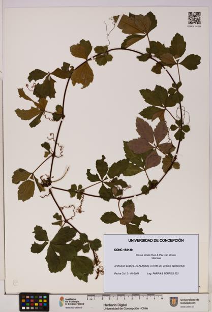 Cissus striata var. striata [Espécimen: UDEC:CONC:0154139]