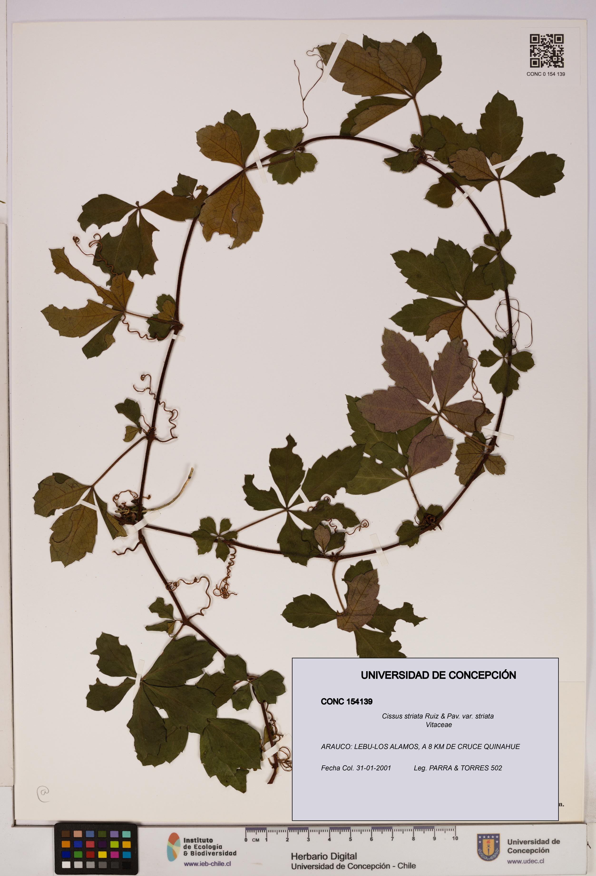 Cissus striata var. striata [Espécimen: UDEC:CONC:0154139]