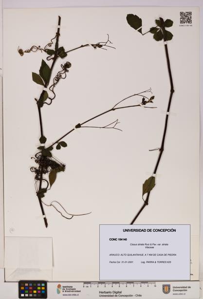 Cissus striata var. striata [Espécimen: UDEC:CONC:0154140]