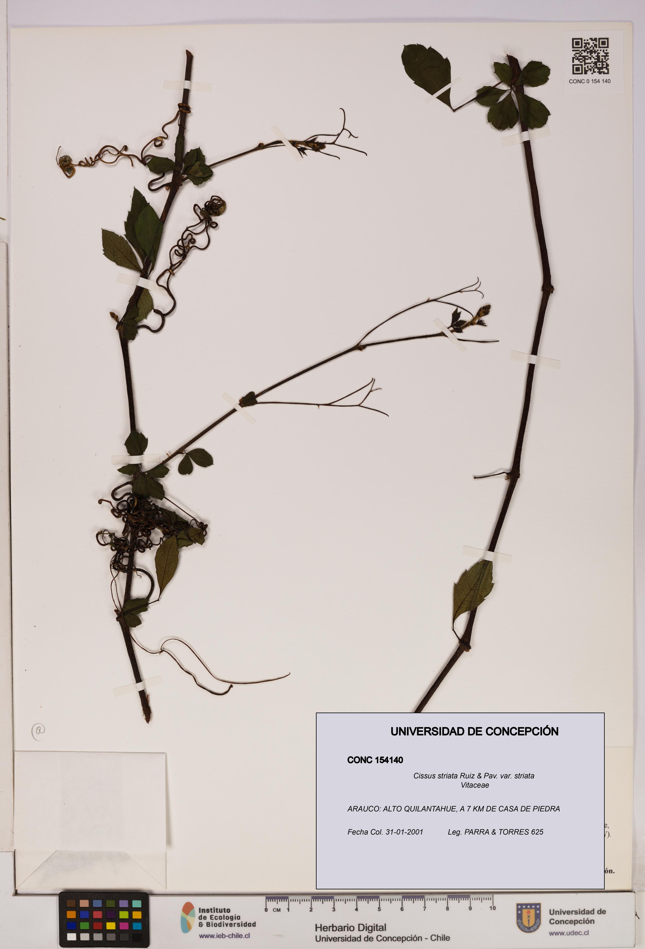 Cissus striata var. striata [Espécimen: UDEC:CONC:0154140]