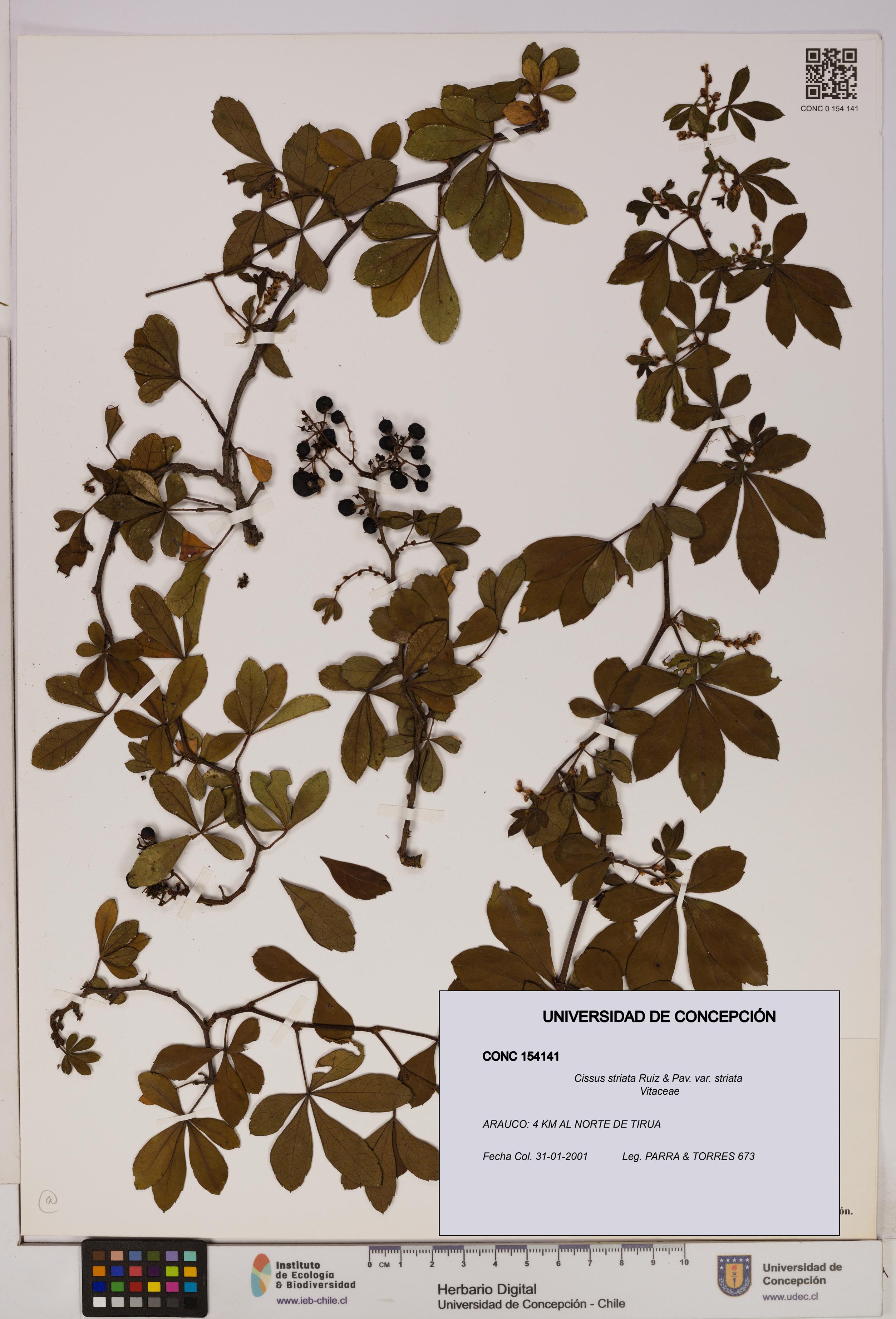 Cissus striata var. striata [Espécimen: UDEC:CONC:0154141]