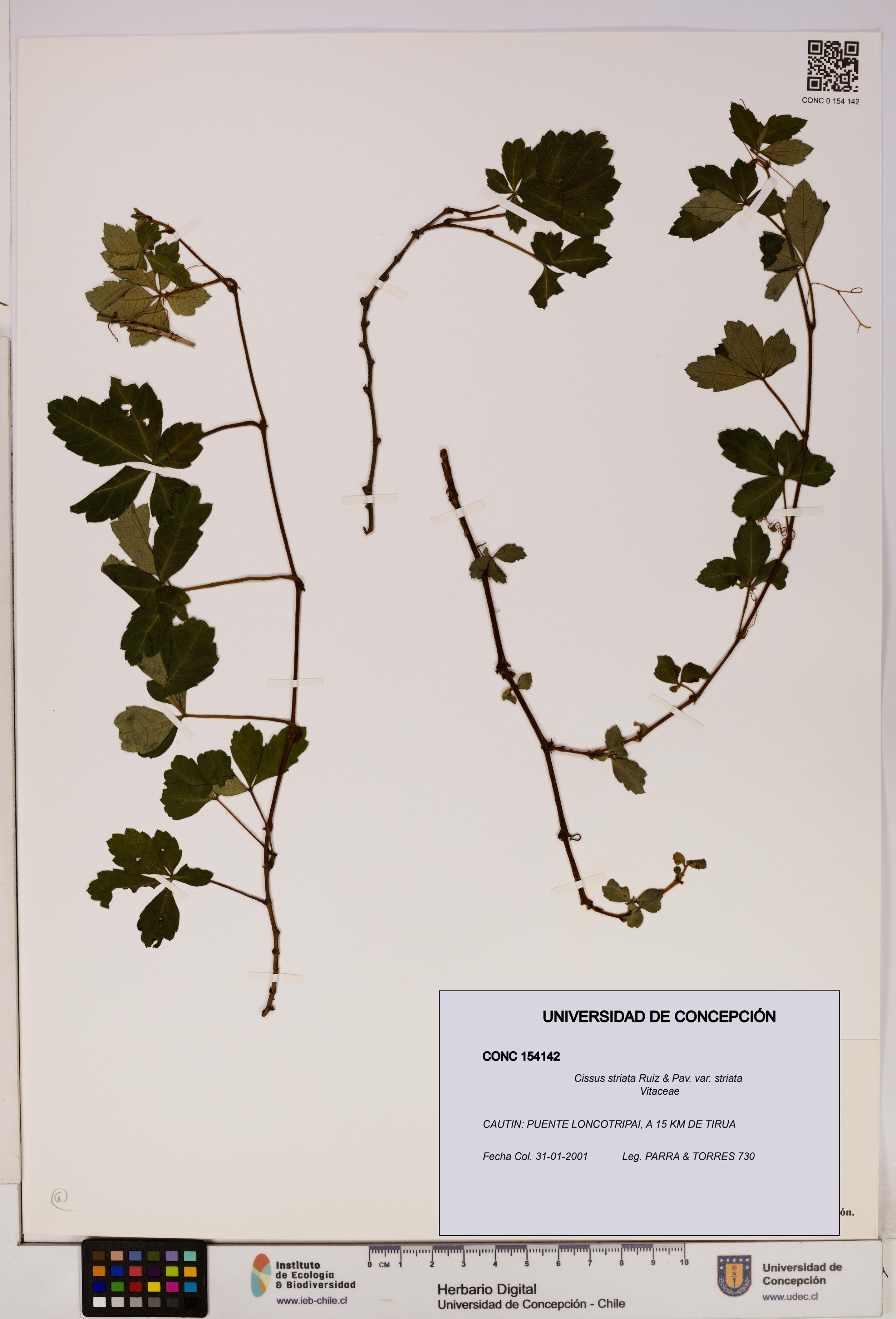 Cissus striata var. striata [Espécimen: UDEC:CONC:0154142]