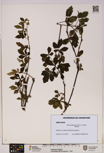 Cissus striata var. striata [Espécimen: UDEC:CONC:0154144]