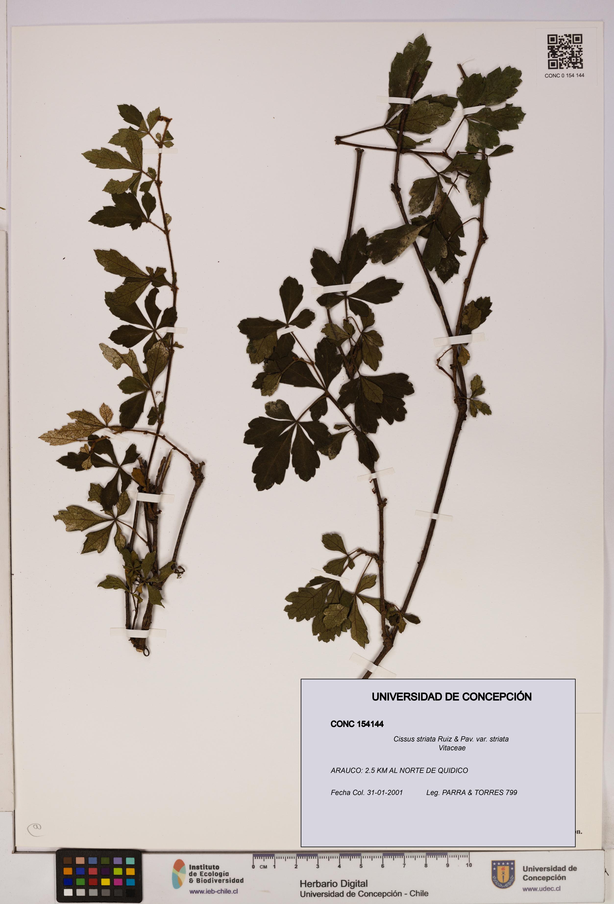 Cissus striata var. striata [Espécimen: UDEC:CONC:0154144]