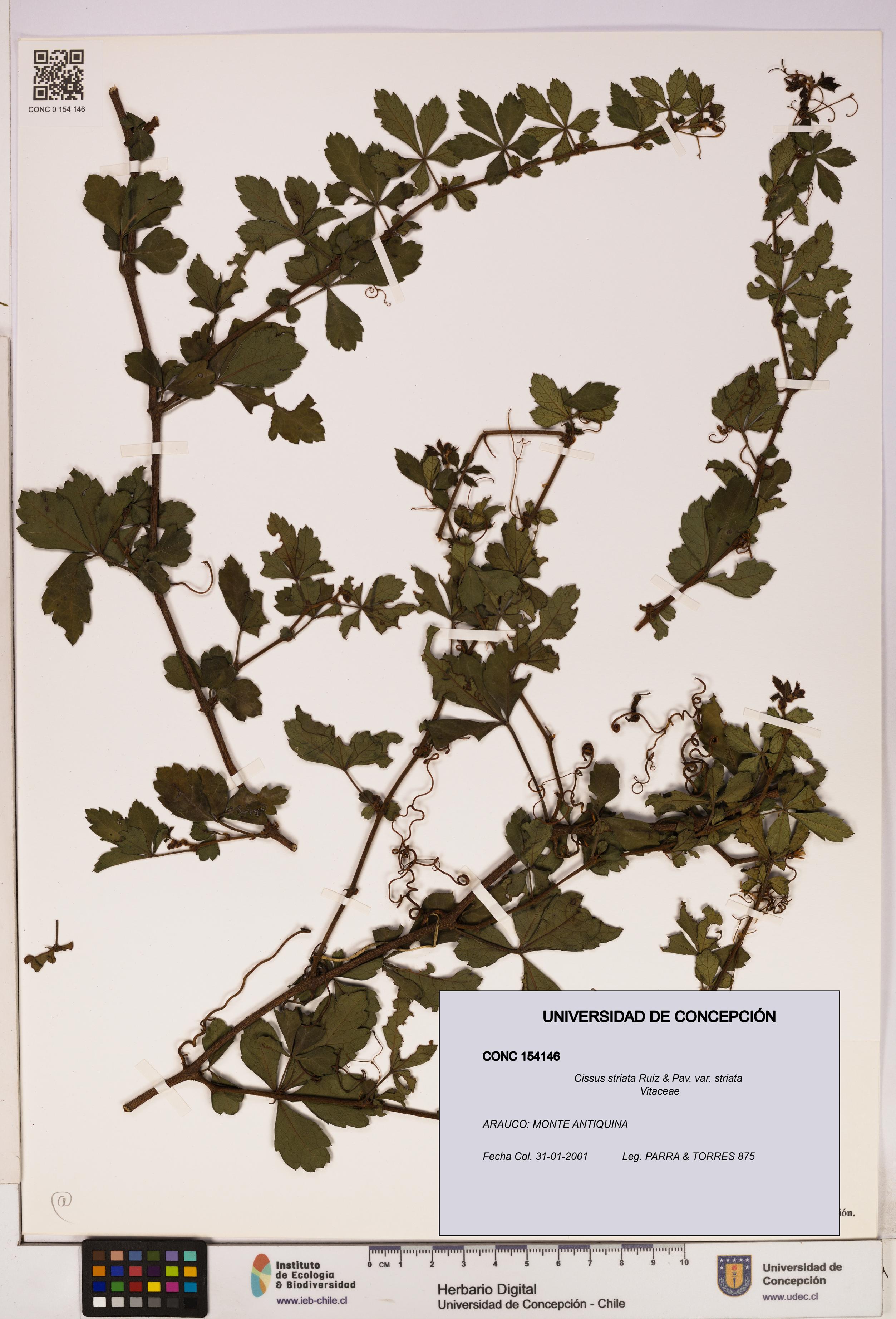Cissus striata var. striata [Espécimen: UDEC:CONC:0154146]