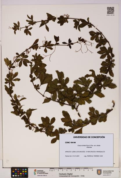 Cissus striata var. striata [Espécimen: UDEC:CONC:0154149]