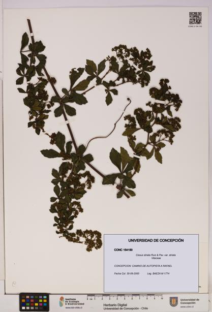 Cissus striata var. striata [Espécimen: UDEC:CONC:0154150]