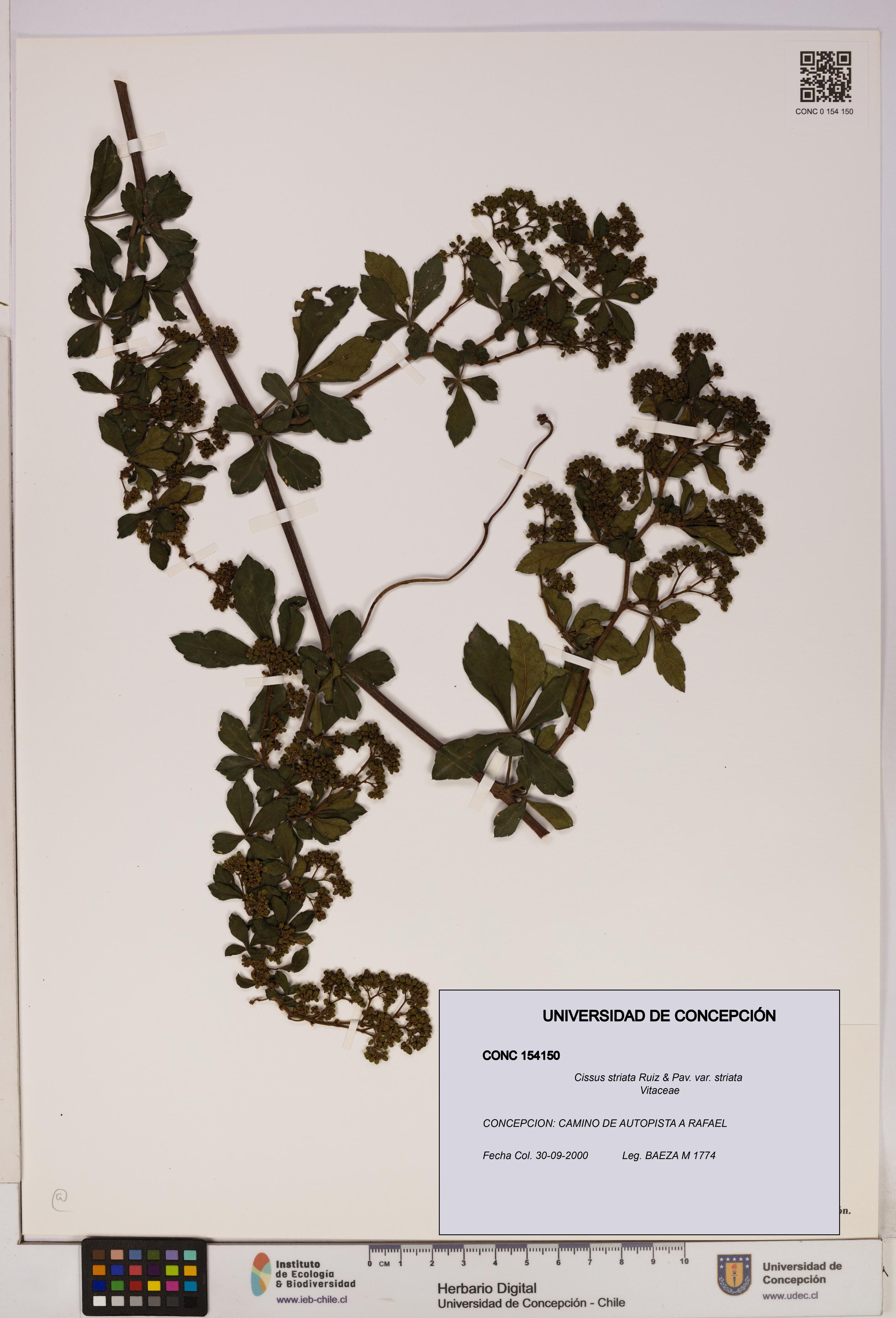 Cissus striata var. striata [Espécimen: UDEC:CONC:0154150]