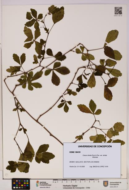 Cissus striata var. striata [Espécimen: UDEC:CONC:0154151]