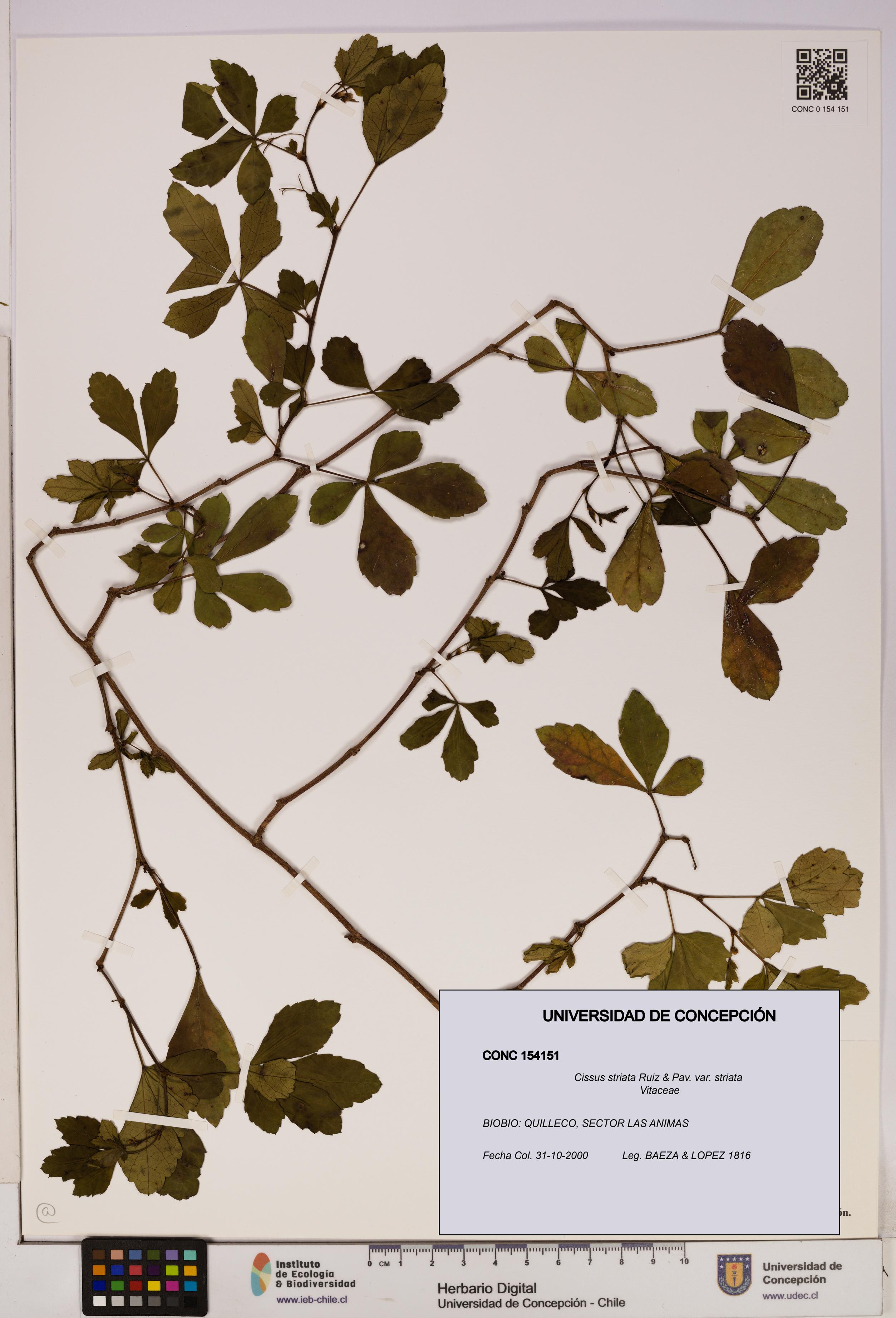 Cissus striata var. striata [Espécimen: UDEC:CONC:0154151]