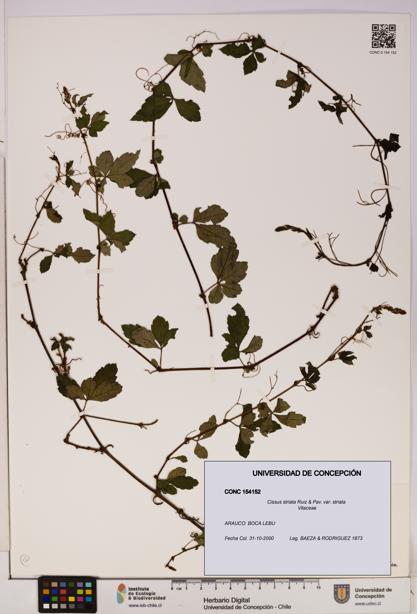 Cissus striata var. striata [Espécimen: UDEC:CONC:0154152]