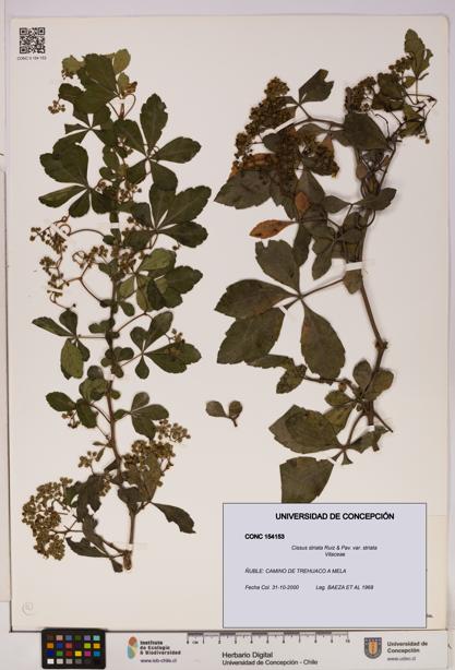 Cissus striata var. striata [Espécimen: UDEC:CONC:0154153]