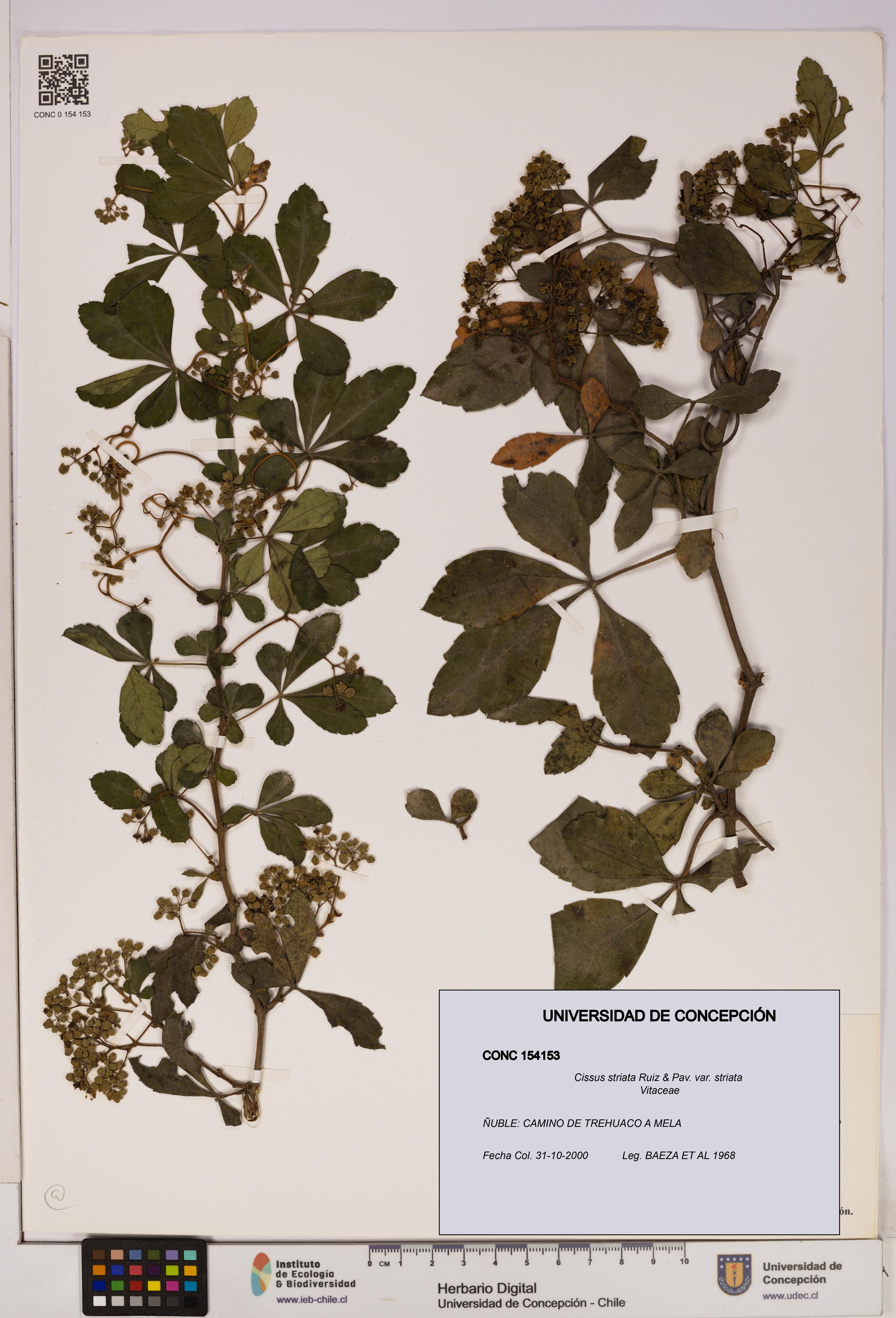 Cissus striata var. striata [Espécimen: UDEC:CONC:0154153]