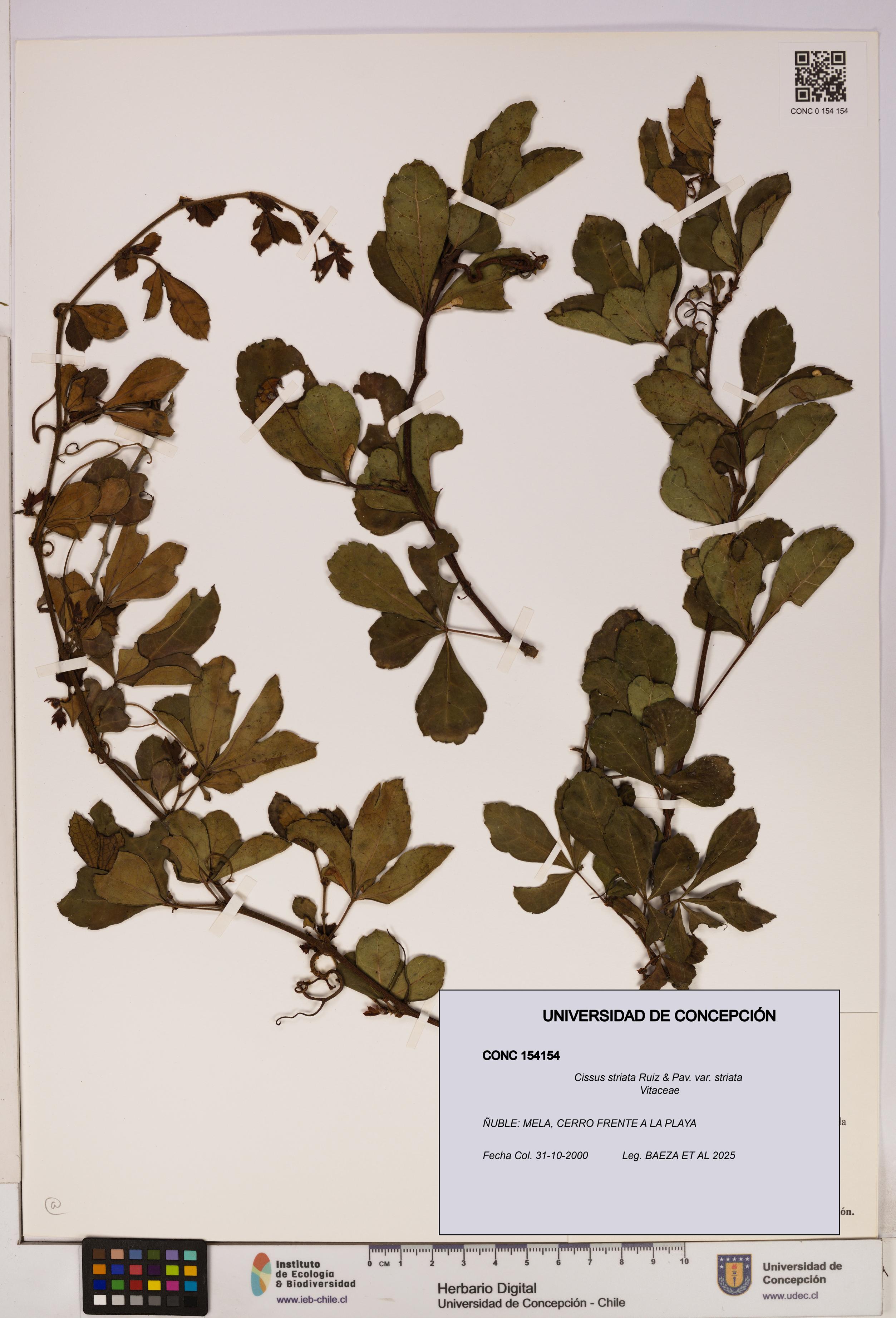 Cissus striata var. striata [Espécimen: UDEC:CONC:0154154]