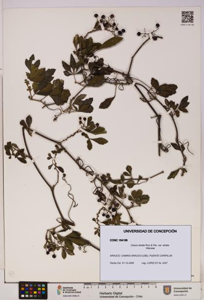 Cissus striata var. striata [Espécimen: UDEC:CONC:0154158]