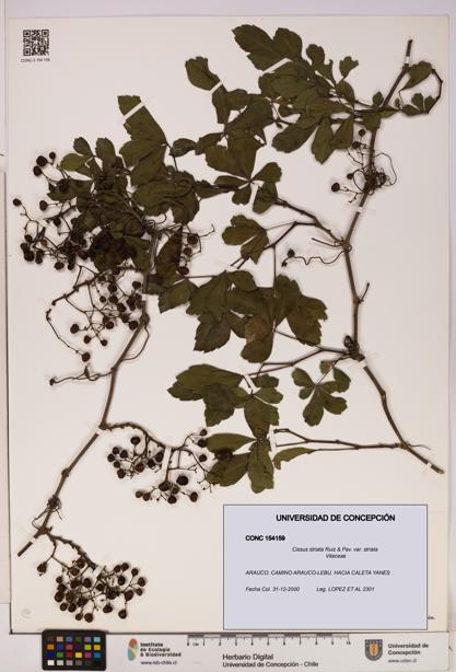 Cissus striata var. striata [Espécimen: UDEC:CONC:0154159]