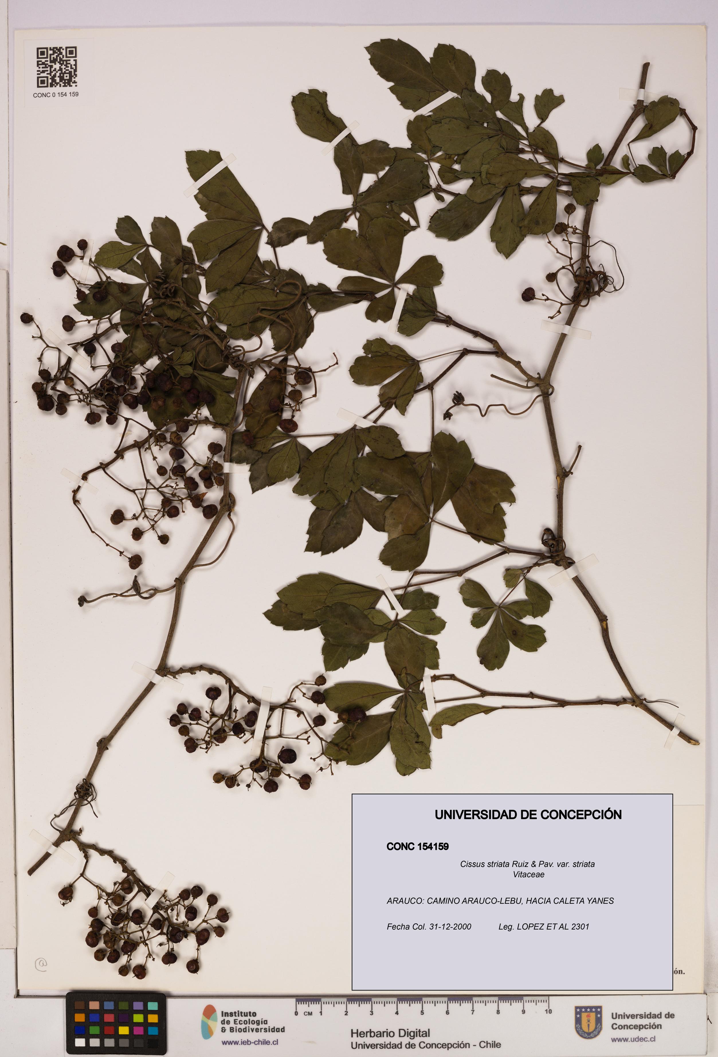 Cissus striata var. striata [Espécimen: UDEC:CONC:0154159]