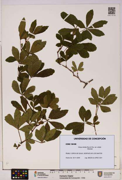 Cissus striata var. striata [Espécimen: UDEC:CONC:0154160]