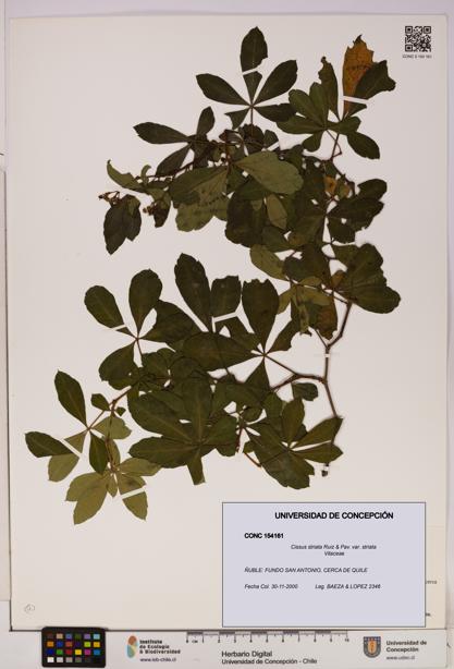 Cissus striata var. striata [Espécimen: UDEC:CONC:0154161]