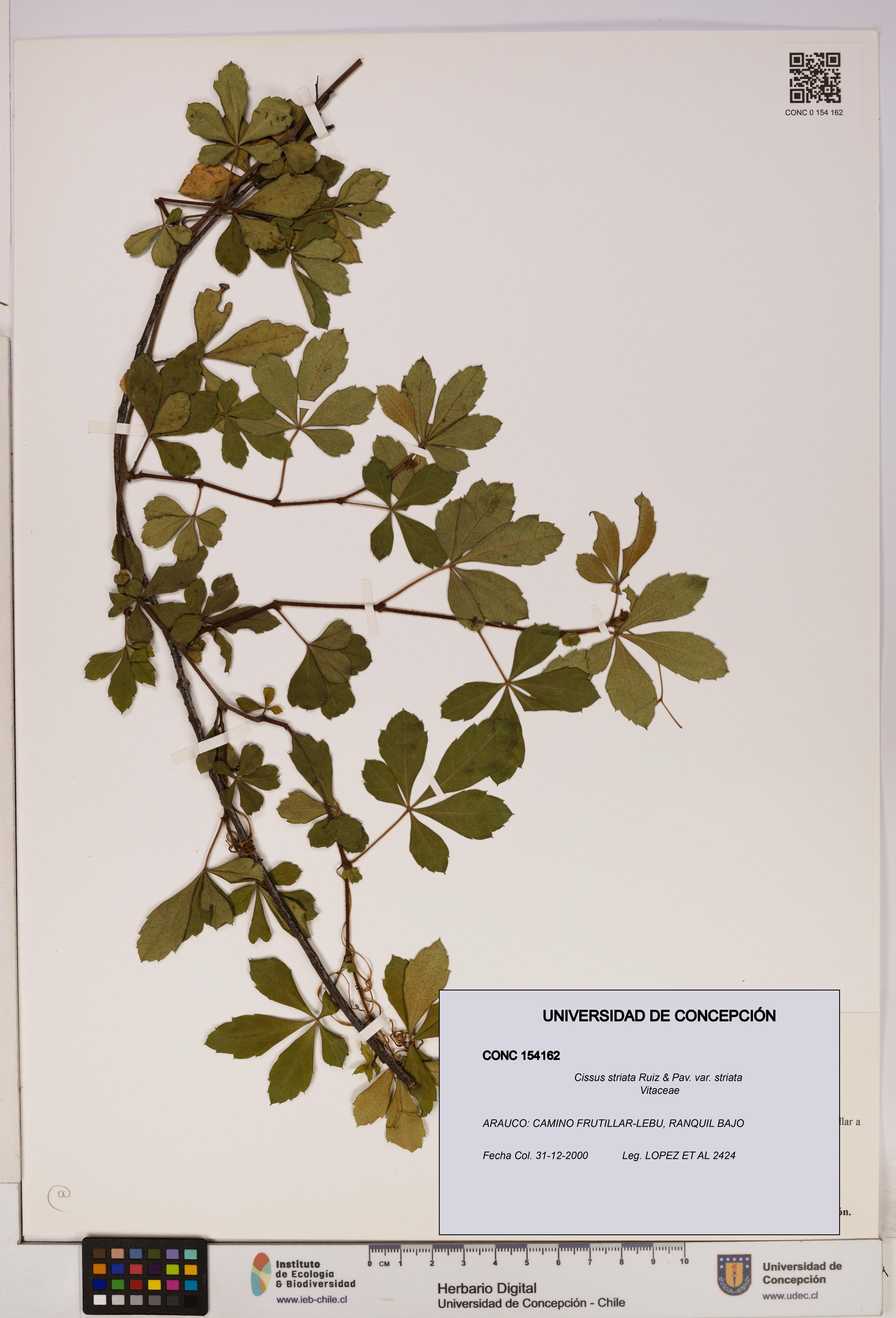 Cissus striata var. striata [Espécimen: UDEC:CONC:0154162]