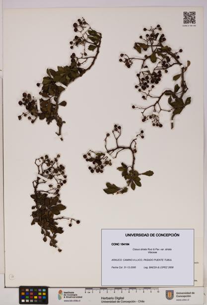 Cissus striata var. striata [Espécimen: UDEC:CONC:0154164]