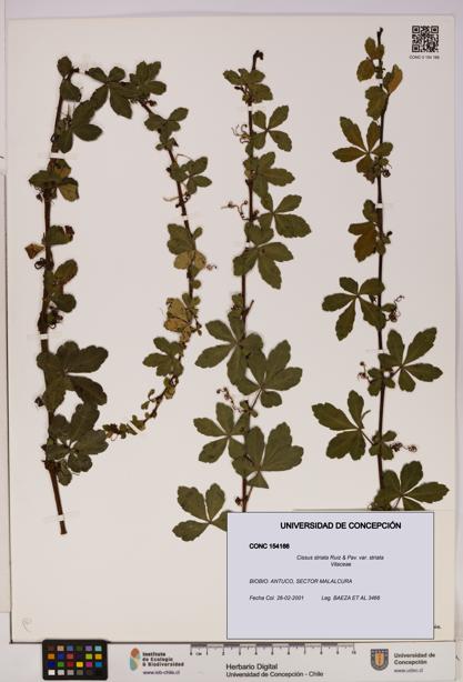 Cissus striata var. striata [Espécimen: UDEC:CONC:0154166]