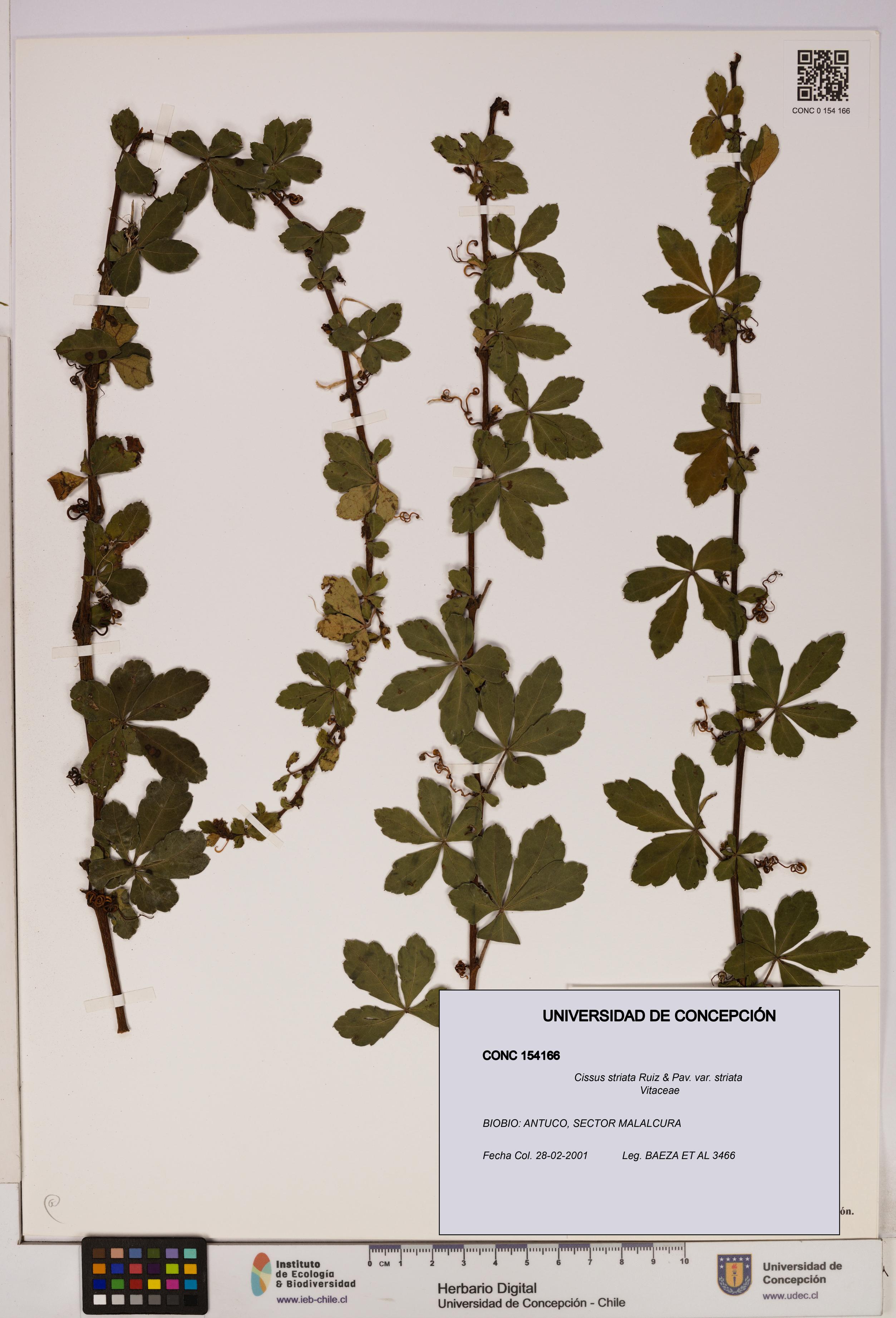 Cissus striata var. striata [Espécimen: UDEC:CONC:0154166]