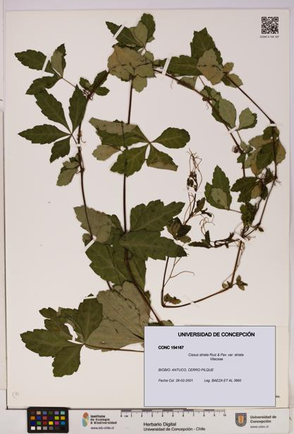 Cissus striata var. striata [Espécimen: UDEC:CONC:0154167]