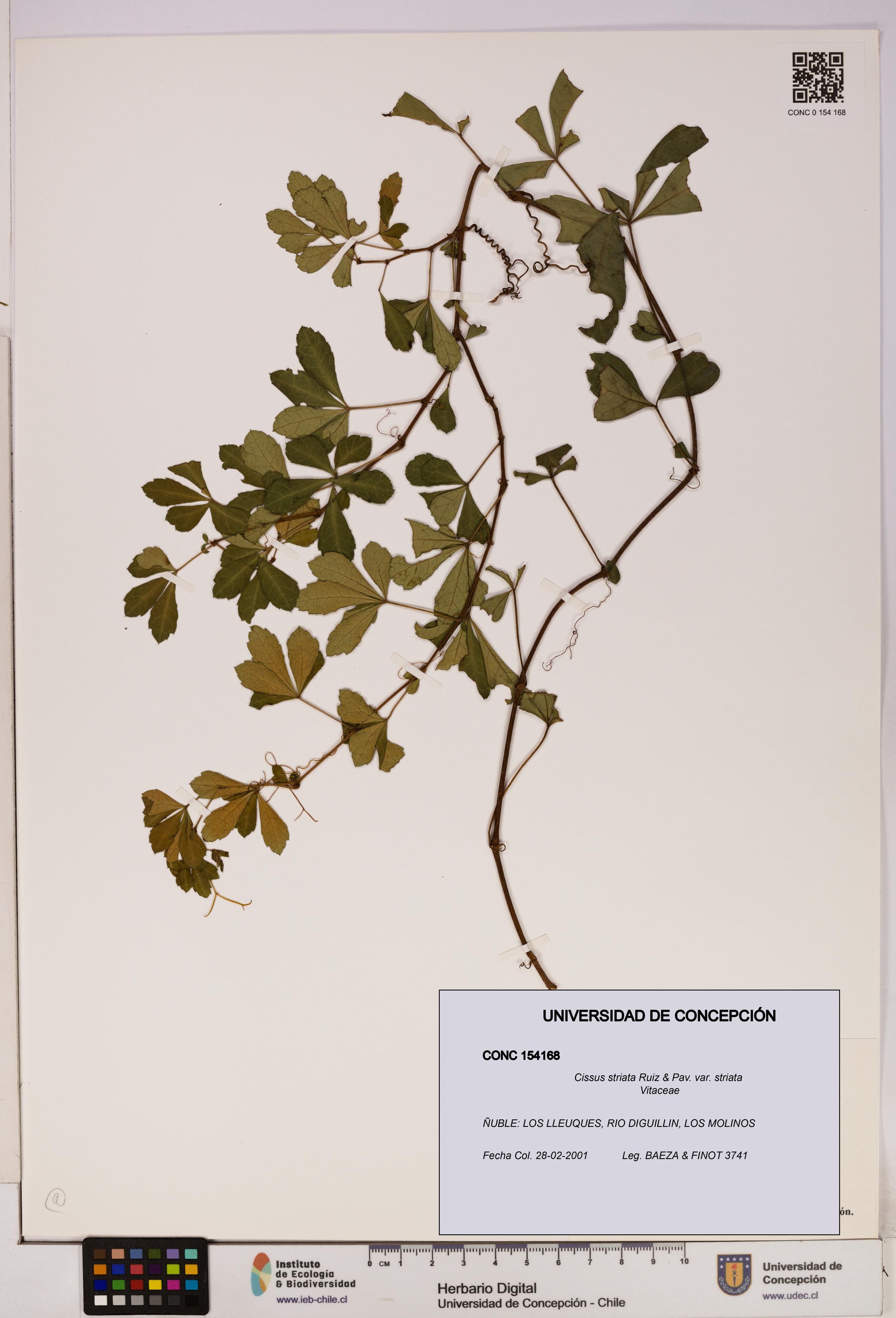 Cissus striata var. striata [Espécimen: UDEC:CONC:0154168]