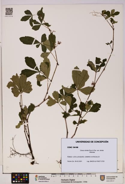 Cissus striata var. striata [Espécimen: UDEC:CONC:0154169]