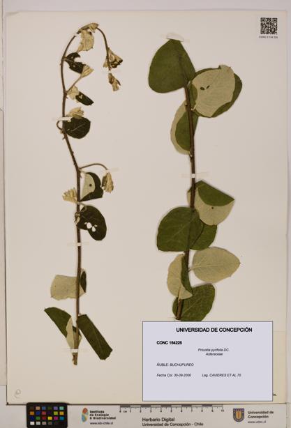 Proustia pyrifolia [Espécimen: UDEC:CONC:0154225]