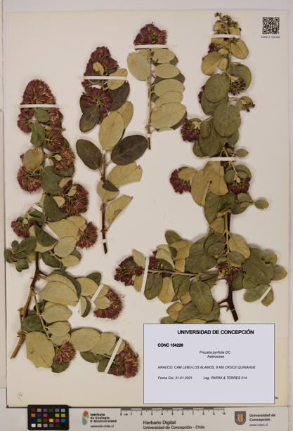 Proustia pyrifolia [Espécimen: UDEC:CONC:0154226]