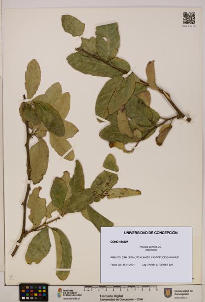 Proustia pyrifolia [Espécimen: UDEC:CONC:0154227]