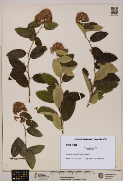 Proustia pyrifolia [Espécimen: UDEC:CONC:0154228]