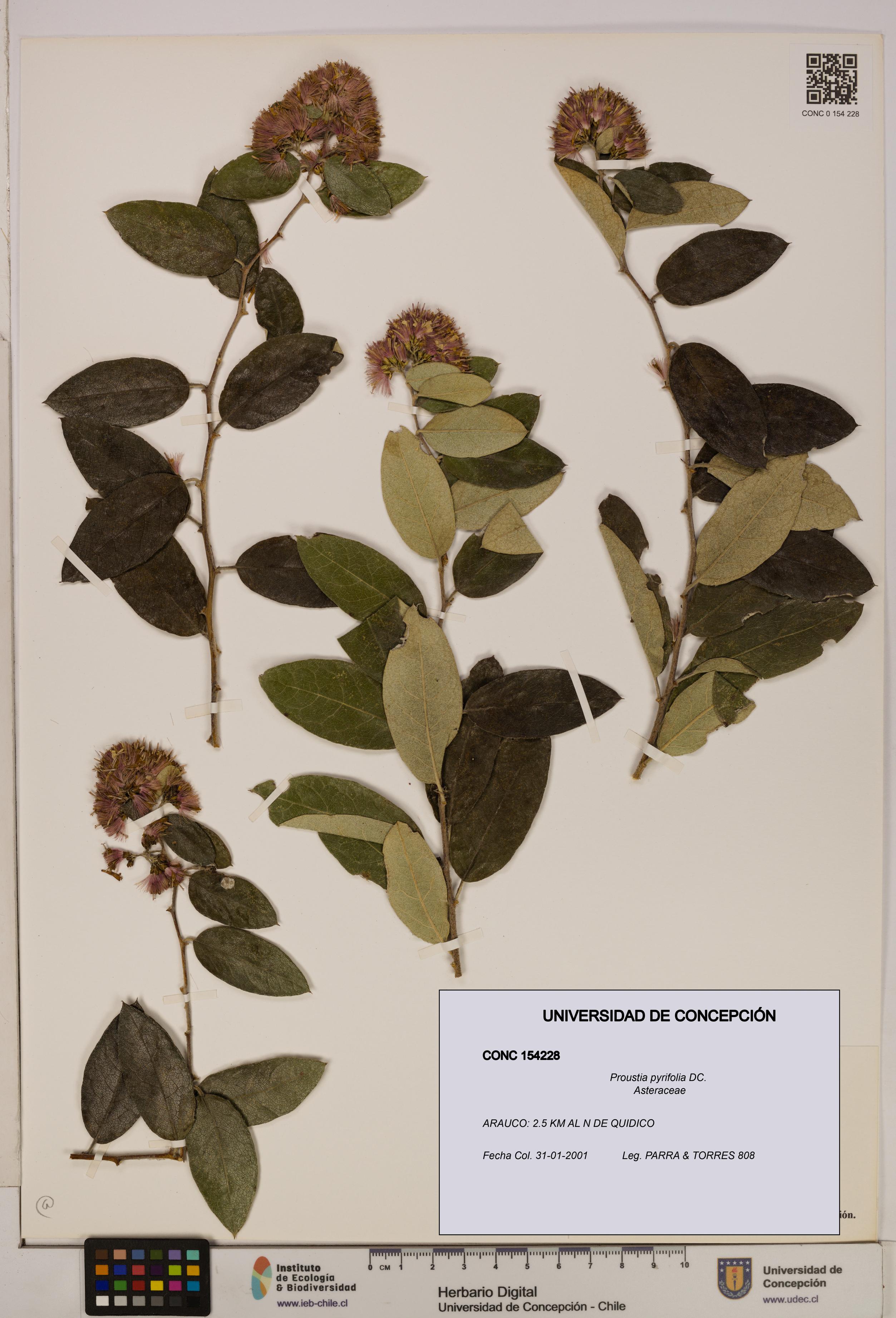 Proustia pyrifolia [Espécimen: UDEC:CONC:0154228]
