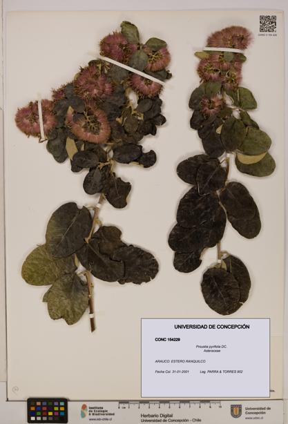 Proustia pyrifolia [Espécimen: UDEC:CONC:0154229]