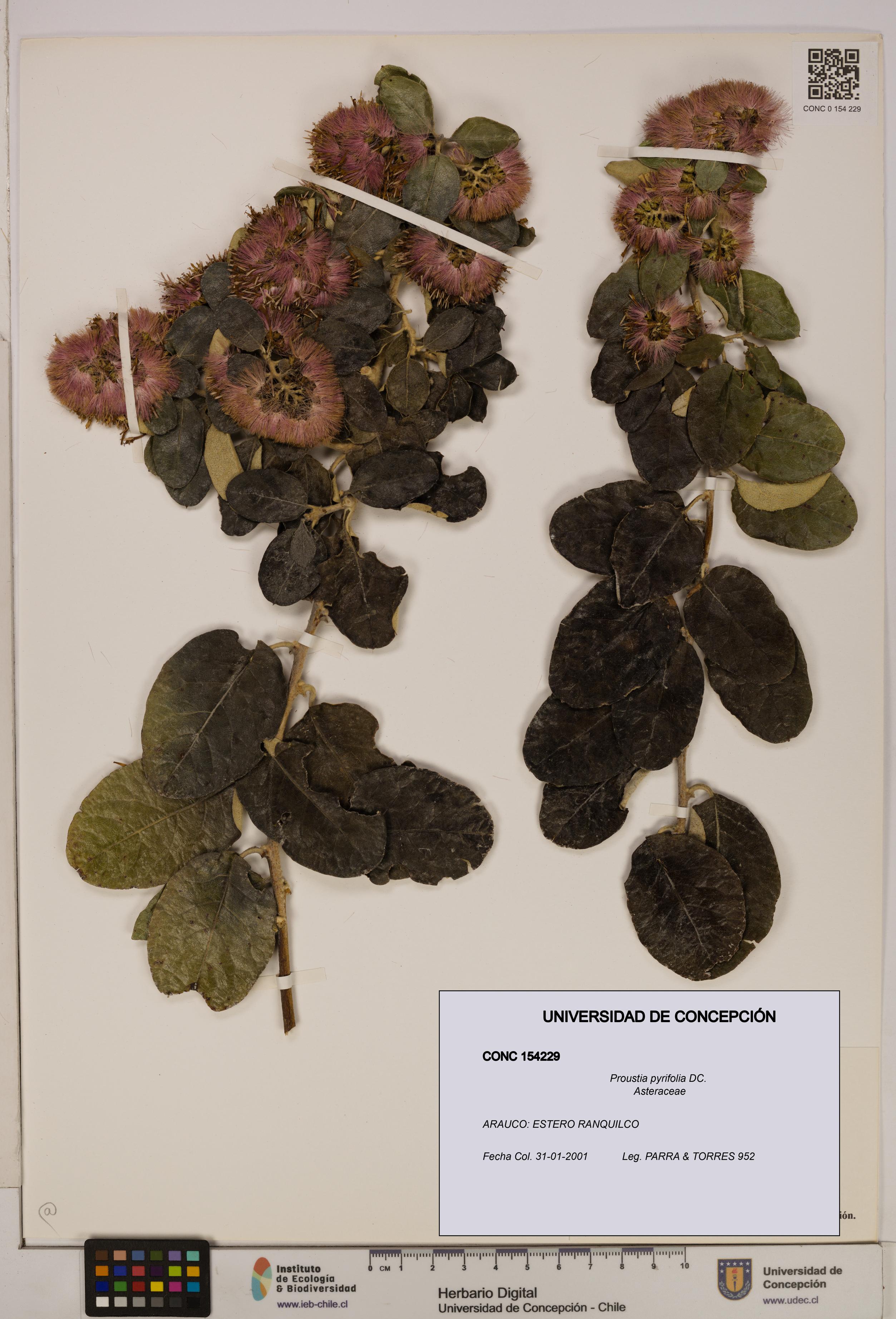 Proustia pyrifolia [Espécimen: UDEC:CONC:0154229]
