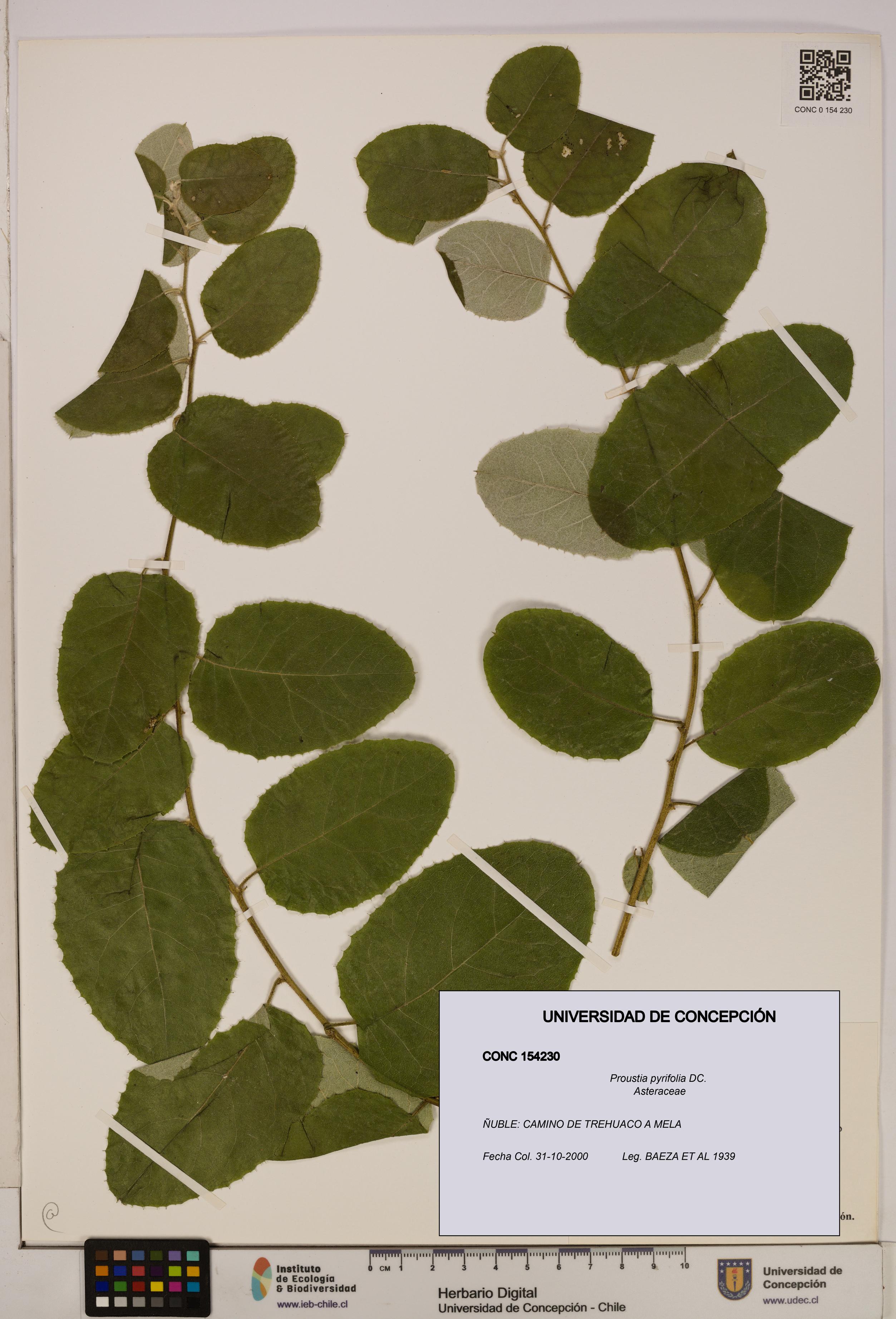 Proustia pyrifolia [Espécimen: UDEC:CONC:0154230]