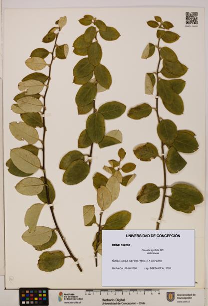 Proustia pyrifolia [Espécimen: UDEC:CONC:0154231]