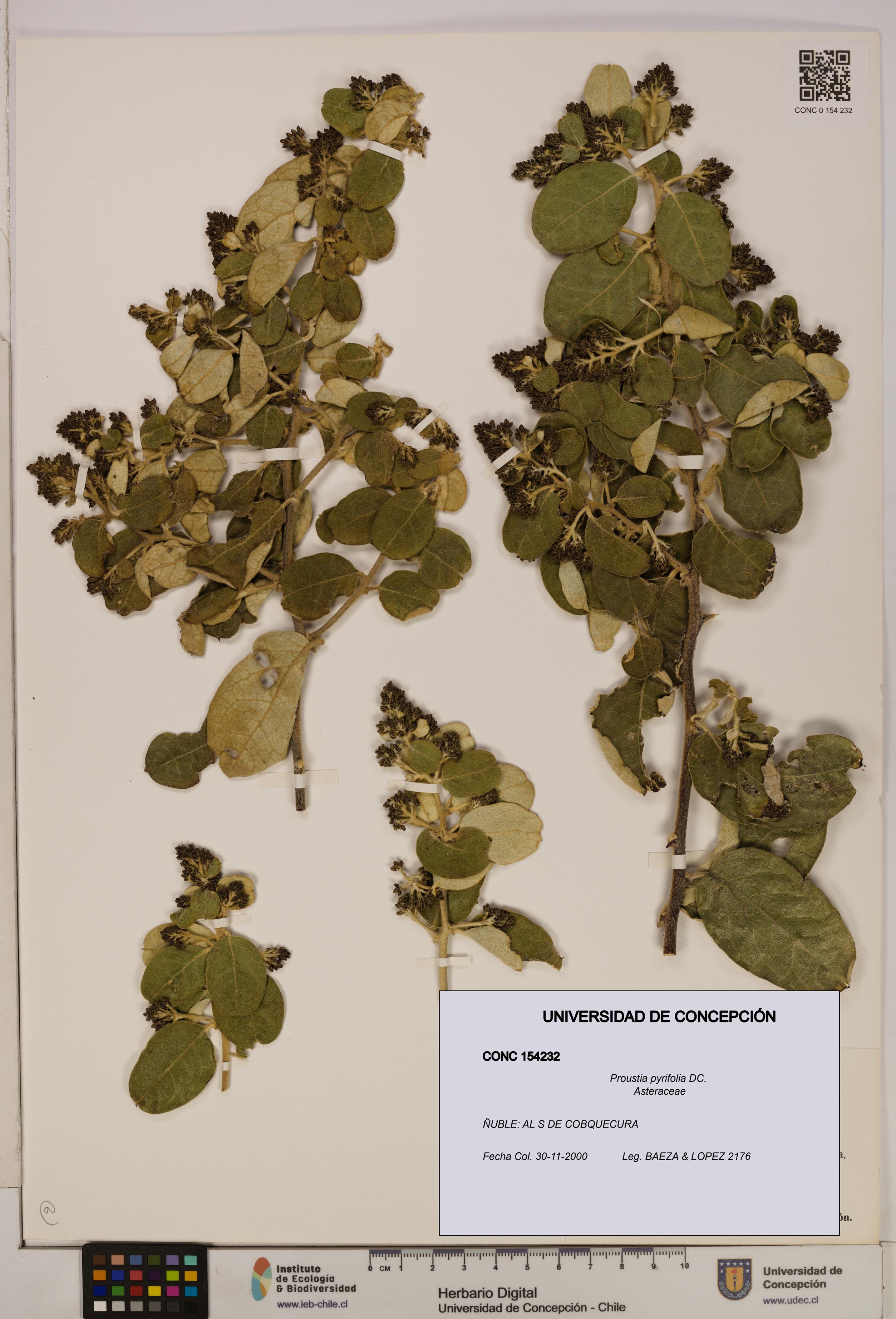 Proustia pyrifolia [Espécimen: UDEC:CONC:0154232]