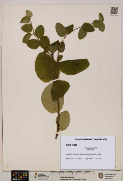 Proustia pyrifolia [Espécimen: UDEC:CONC:0154233]