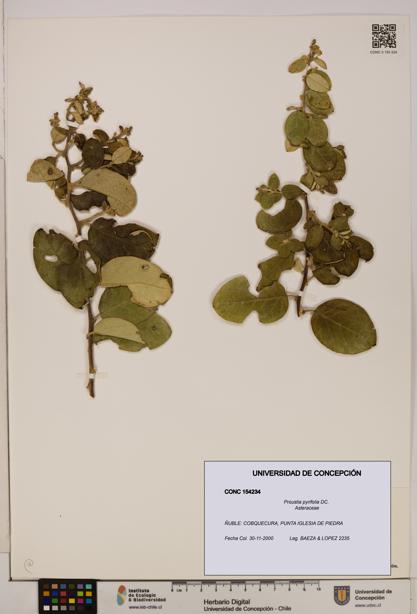 Proustia pyrifolia [Espécimen: UDEC:CONC:0154234]