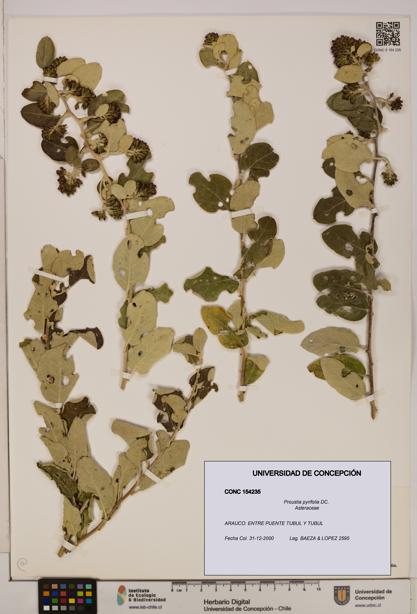 Proustia pyrifolia [Espécimen: UDEC:CONC:0154235]