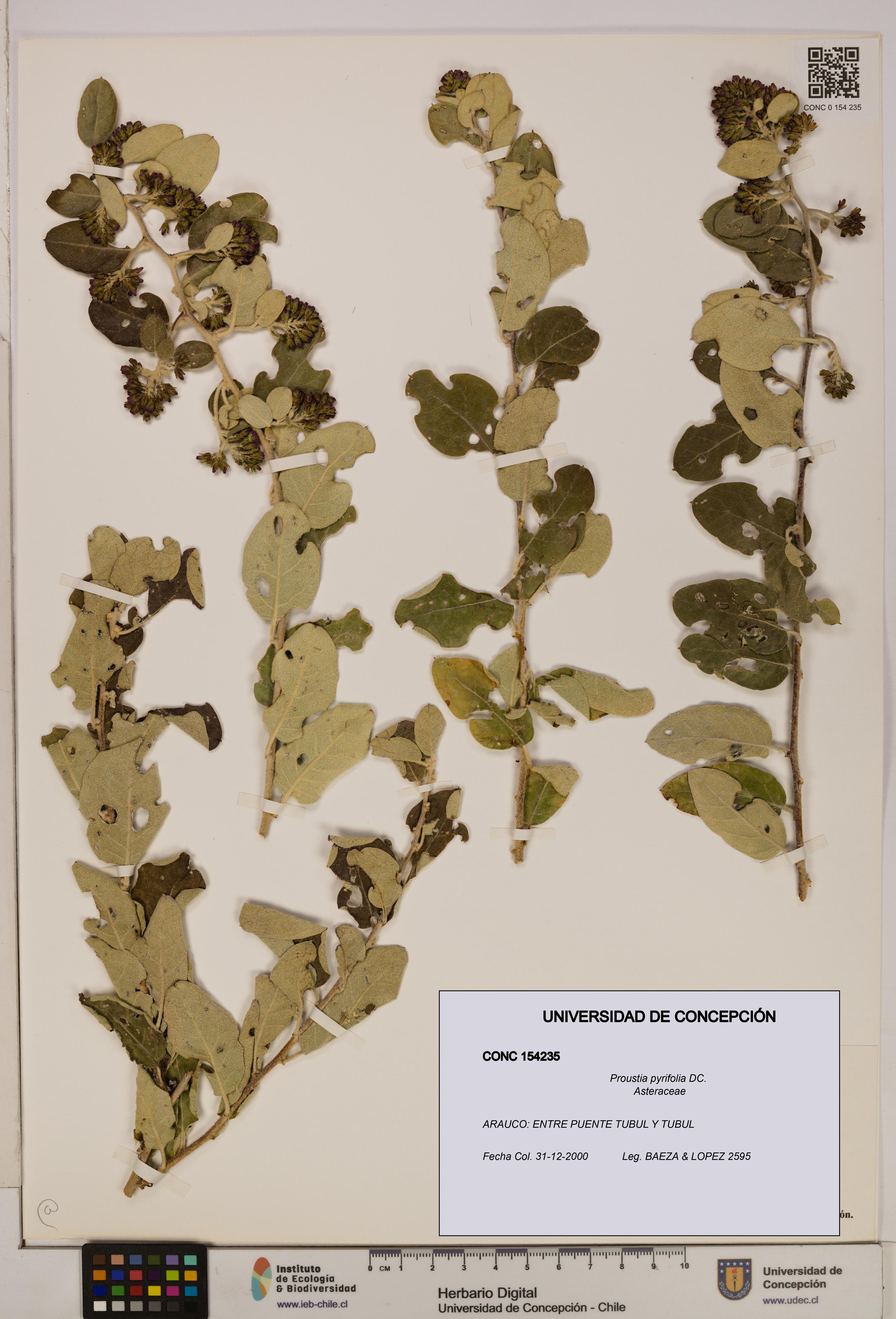 Proustia pyrifolia [Espécimen: UDEC:CONC:0154235]