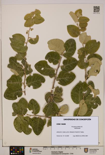 Proustia pyrifolia [Espécimen: UDEC:CONC:0154236]