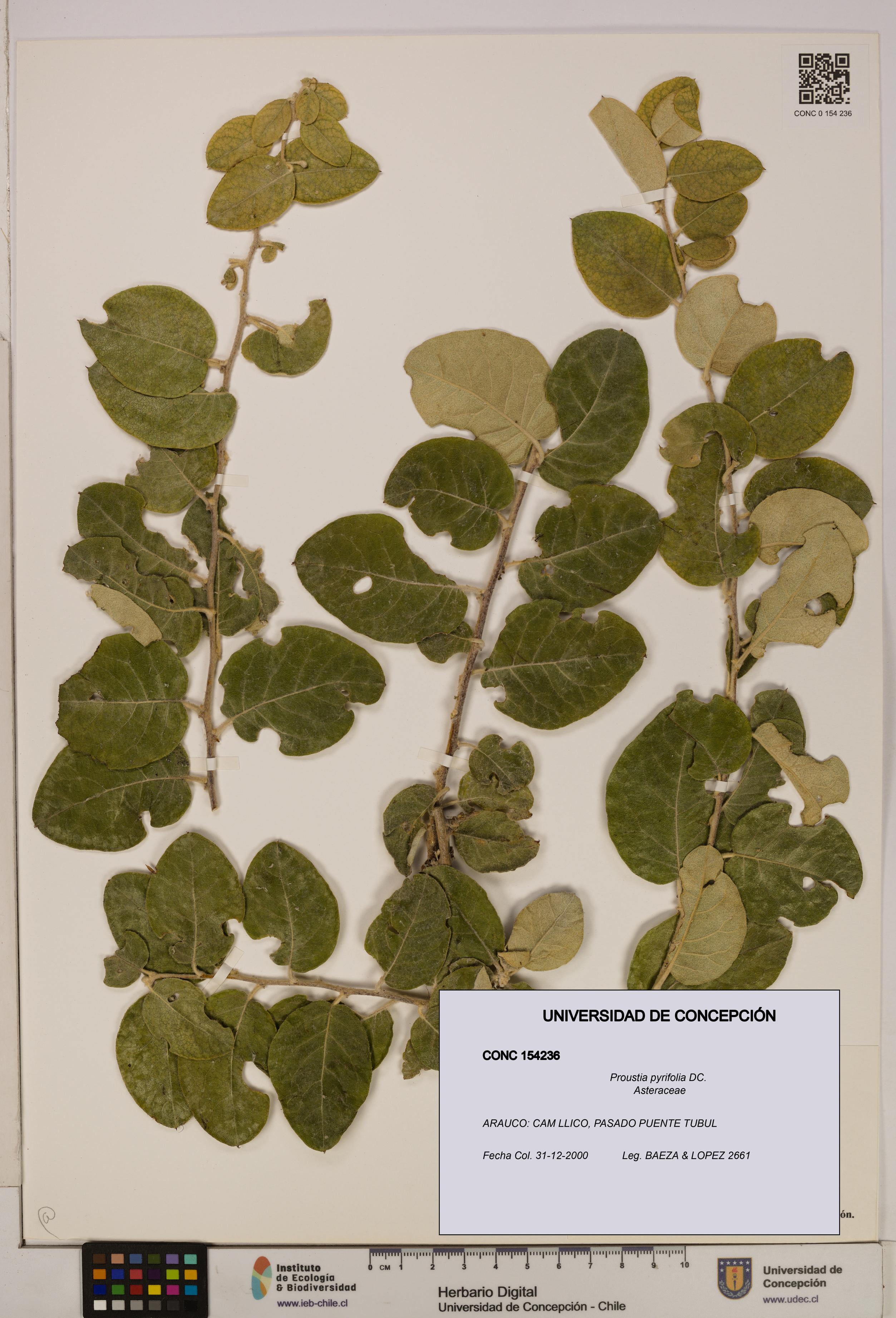 Proustia pyrifolia [Espécimen: UDEC:CONC:0154236]